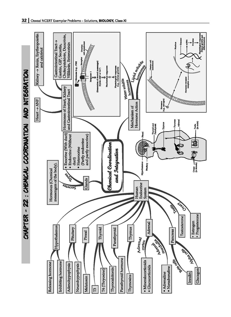 NCERT Exemplar (Problems - Solutions) Class 11 Biology Book For Latest Exam