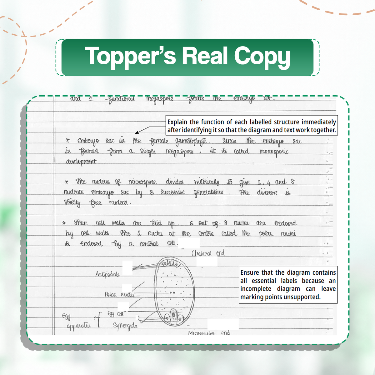 Oswaal CBSE 15 Sample Question Papers Class 12 Board Exam Biology 2026-27 based on latest CBSE SQP dated (21 Sep 2026) | New Questions Typologies With Oswaal AI