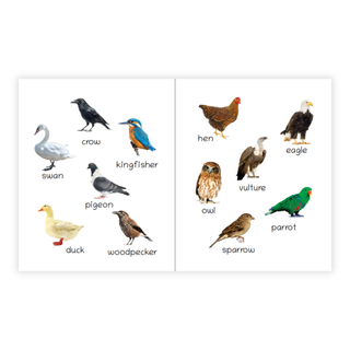 Lil Legends Picture Book for Kids Age 1+ Years - Learn About Birds | Early Learning Illustrated Book with Colourful Pictures | First Words Book for Toddlers & Preschoolers