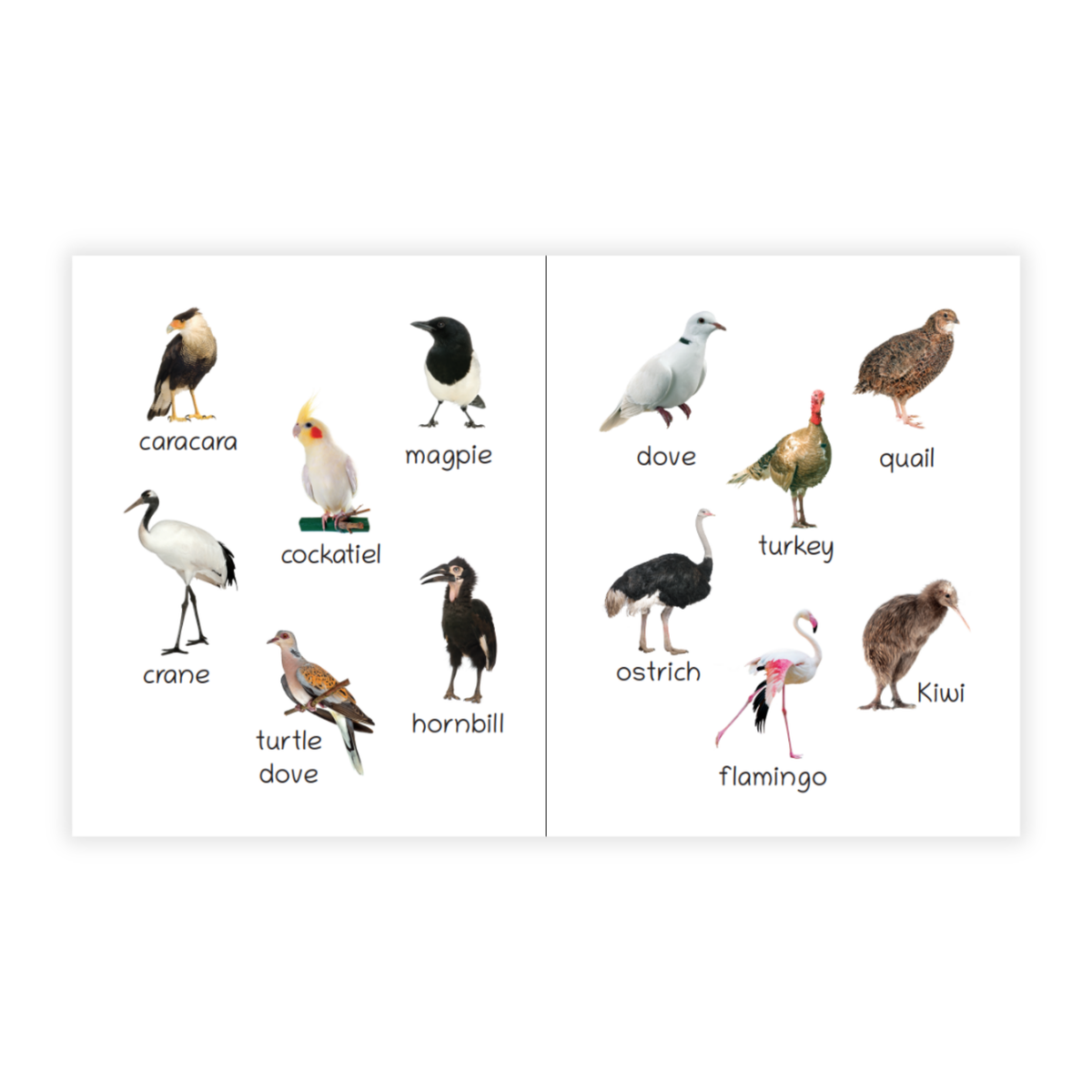 Lil Legends Picture Book for Kids Age 1+ Years - Learn About Birds | Early Learning Illustrated Book with Colourful Pictures | First Words Book for Toddlers & Preschoolers