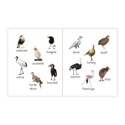 Lil Legends Picture Book for Kids Age 1+ Years - Learn About Birds | Early Learning Illustrated Book with Colourful Pictures | First Words Book for Toddlers & Preschoolers