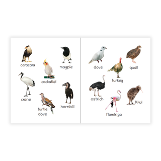 Lil Legends Picture Book for Kids Age 1+ Years - Learn About Birds | Early Learning Illustrated Book with Colourful Pictures | First Words Book for Toddlers & Preschoolers